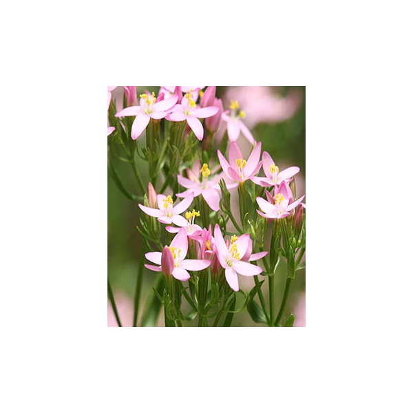Was sind Bachblüten?