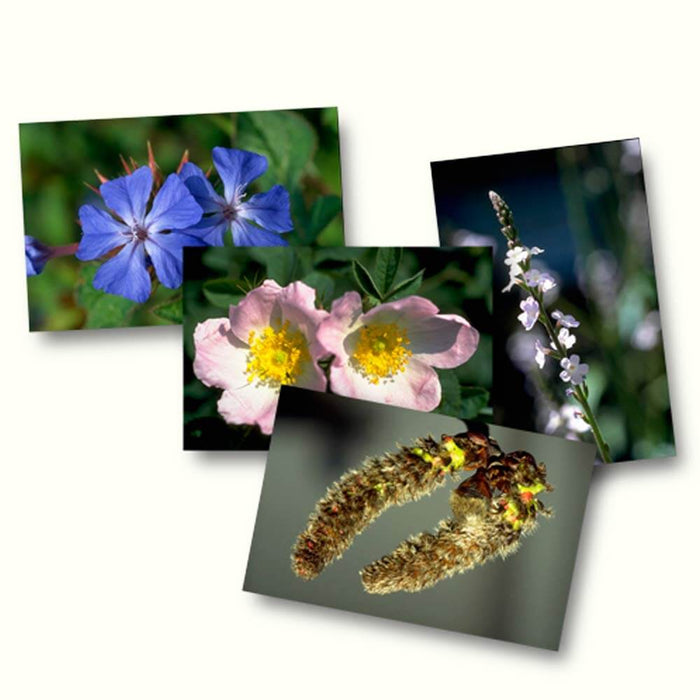 Bachblüten Karten
